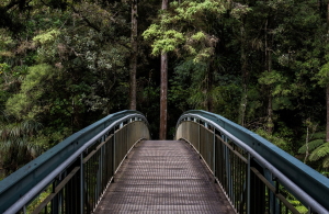 photo-1447752875215-b2761acb3c5d - Copy